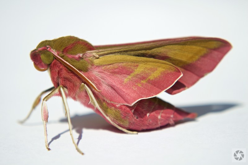 A Newly Hatched Elephant Hawk Moth